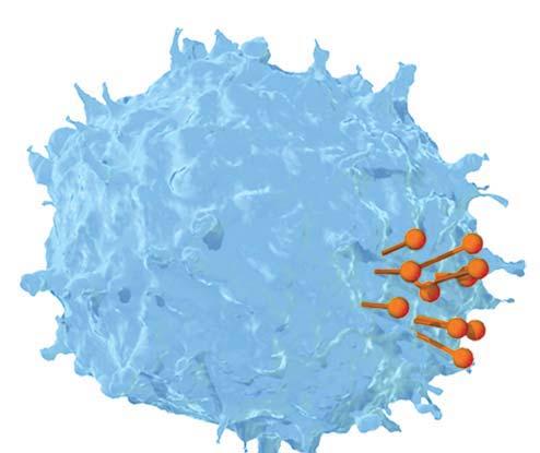Recall that T cells have receptors on the cell membrane surface that recognize and react with antigens.