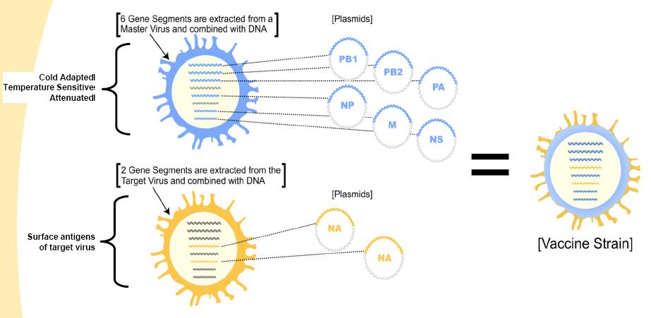 Live Attenuated (LAIV) Master Virus Seed (MVS) development uses patented Reverse Genetics Technology Cold-adapted virus backbone Insertion of HA and NA Eggs inoculated with working seed virus