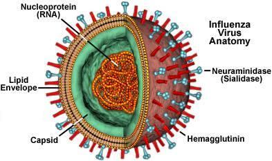 Influenza Virus Biology Orthomyxovirus - Enveloped - Segmented, negative sense RNA Types: H 17 subtypes Attachment to host cells A most