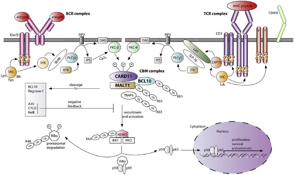 CARD11 is linked to both B- and T-cell receptor Signaling NF-κB Pathway
