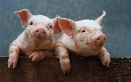 An inactivated bacterial vaccine for the immunization of finishing pigs to reduce pulmonary lesions caused by Mycoplasma hyopneumoniae infection.