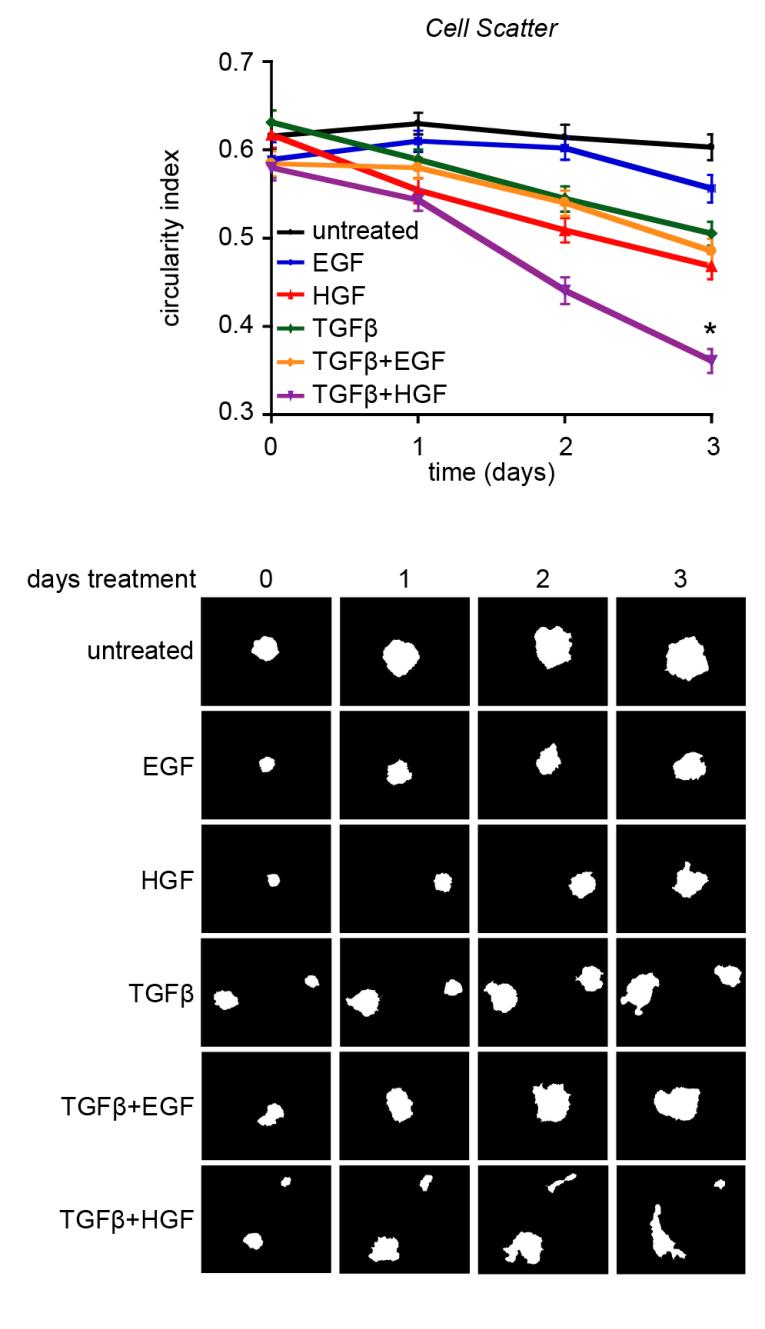 Figure 4-2: EMT inducing growth factors promote cell scatter.