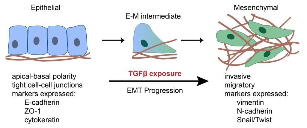 transcription factors are upregulated during EMT and are often considered master-regulators of EMT because overexpression of Twist1 [6, 7] or Snail [7] alone, for example, can induce the complex