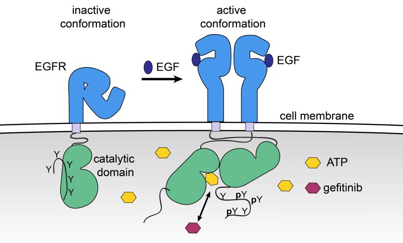 ultimately lead to activation of pathways that promote cell survival, proliferation, and growth including AKT, ERK, and STAT3. Figure 1-3: Epidermal growth factor receptor activation.