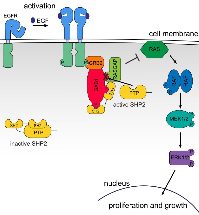 Figure 1-4: ERK pathway signaling downstream of EGFR activation. In cells at rest, EGFR and SHP2 exist in inactive conformations stabilized through intramolecular interactions.
