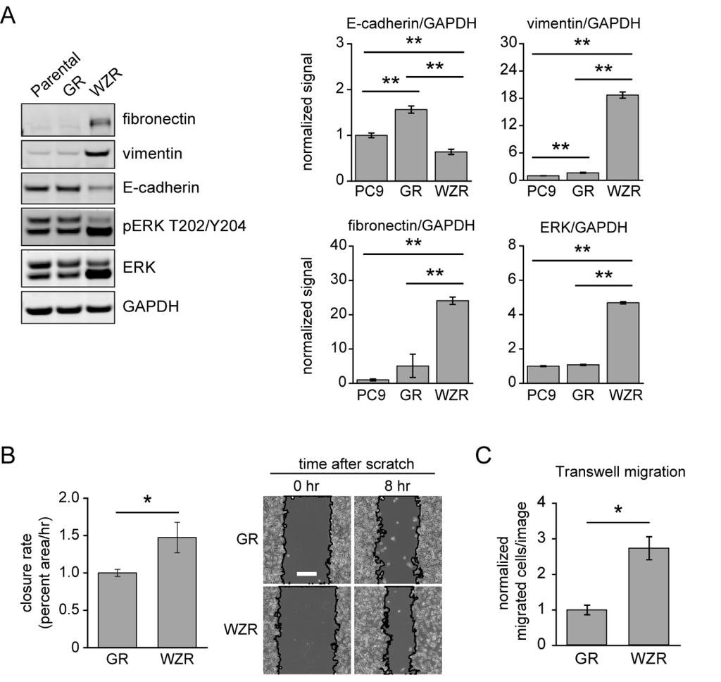 Figure 2-6: ERK2 amplification promotes mesenchymal characteristics in PC9 cells with acquired resistance to an irreversible EGFR inhibitor.