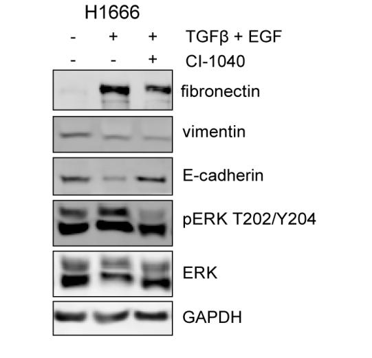 Figure 2-S2 H1666 cells were treated for four days with 10 ng/ml TGFβ + 50 ng/ml EGF, a combination of TGFβ + EGF and 3μM CI-1040, or DMSO (control).