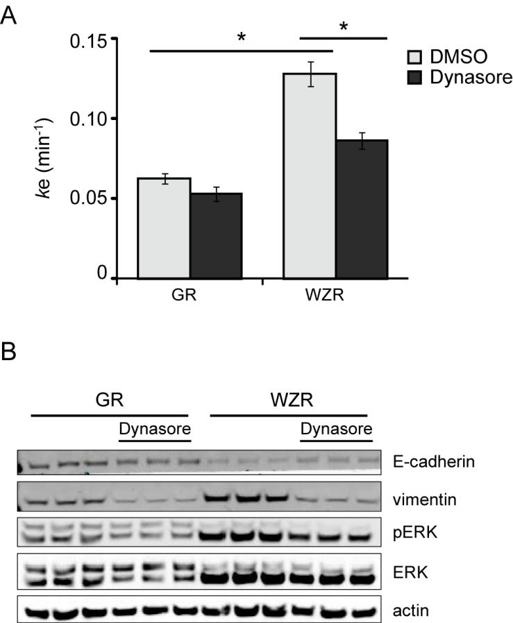 Figure 2-S9 (A) EGF-mediated EGFR internalization rate constants (k e ) for PC9 GR and WZR cells treated with 80 μm Dynasore or DMSO (control) were measured using 10 ng/ml 125 I-EGF.