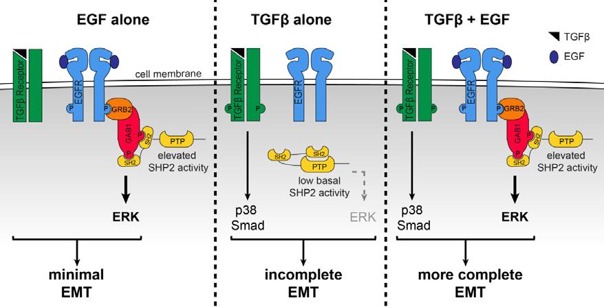 3-5 DISCUSSION Our results identify for the first time a mechanism wherein SHP2 SH2 domain engagement of a phosphotyrosine-containing protein contributes to EMT and thus uncovers a new aspect of the