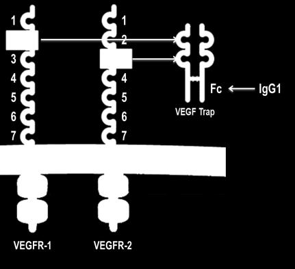 affinity binds VEGF-A and PlGF more tightly than native receptors Contains human amino acid