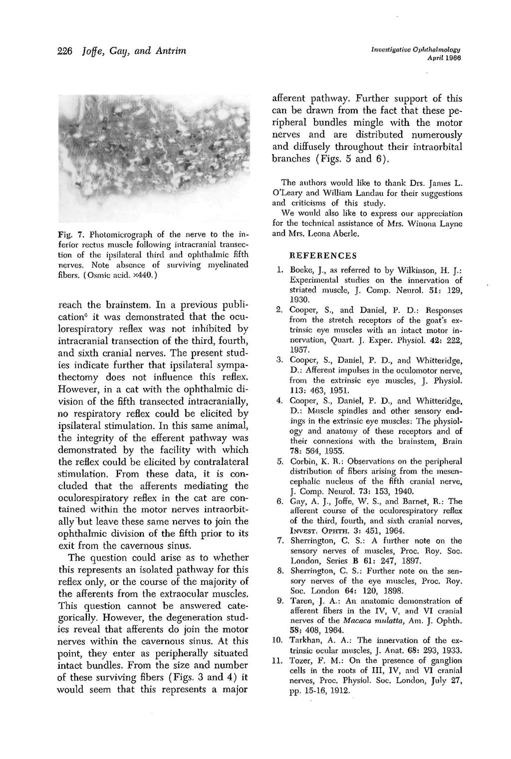 Investigative Ophtlialmology April 1966 226 Joffe, Gay, and Antrim afferent pathway.