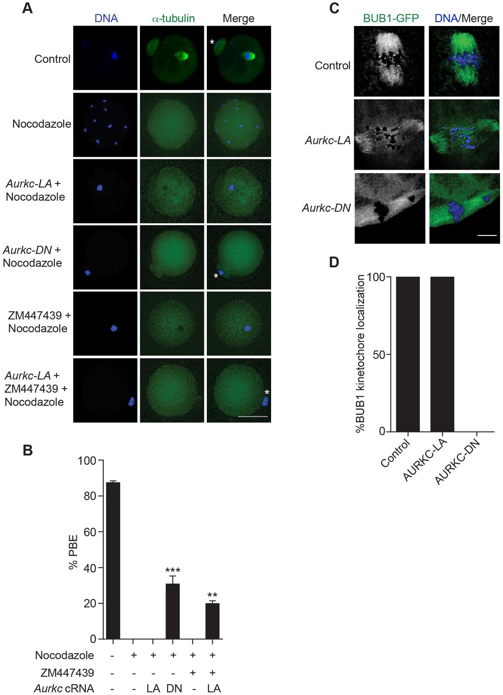 Non-Overlapping Aurora Kinase Functions in Meiosis Figure 7. AURKC does not maintain SAC activation by itself.
