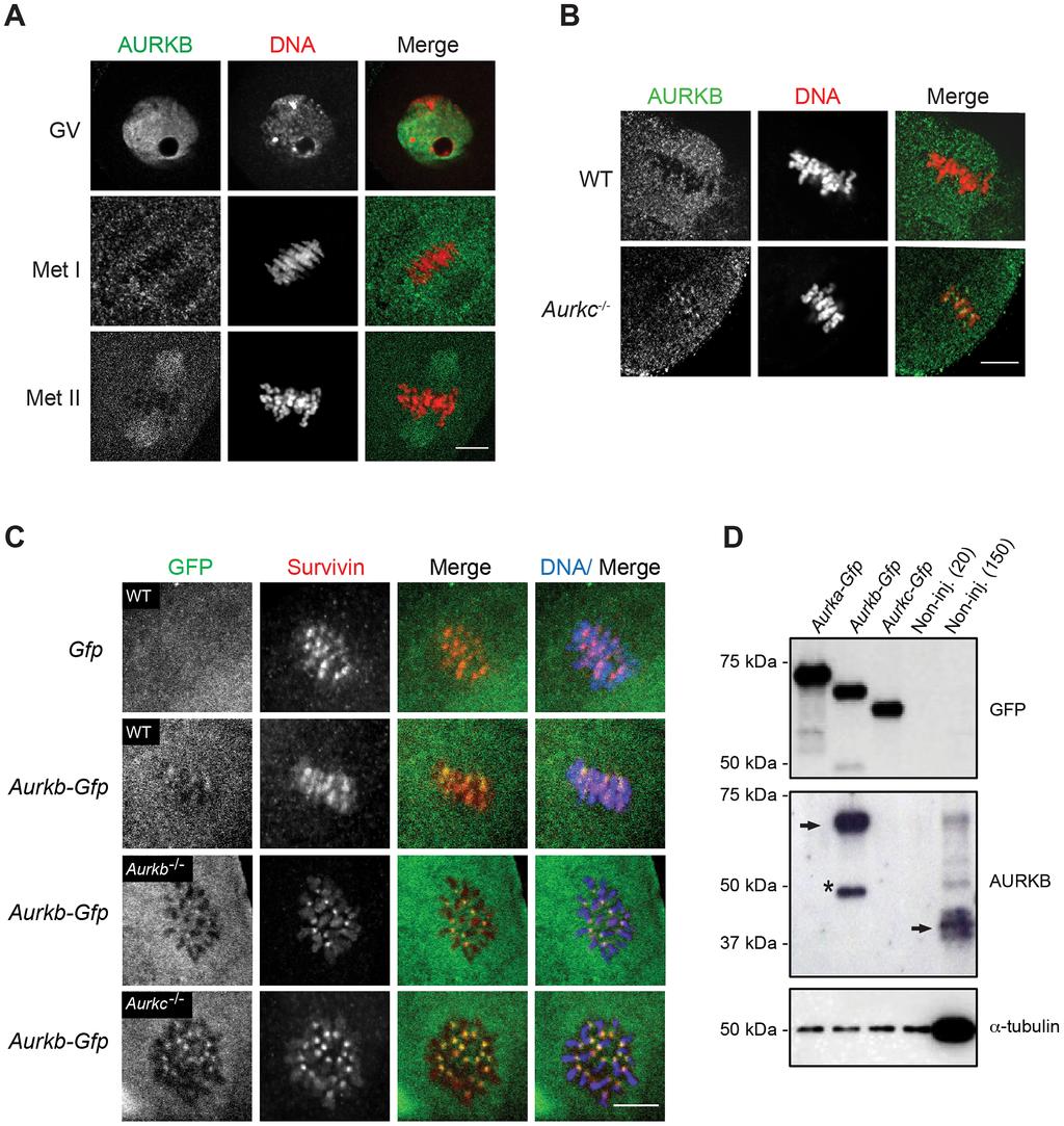 Non-Overlapping Aurora Kinase Functions in Meiosis Figure 1. AURKB is expressed in mouse oocytes.