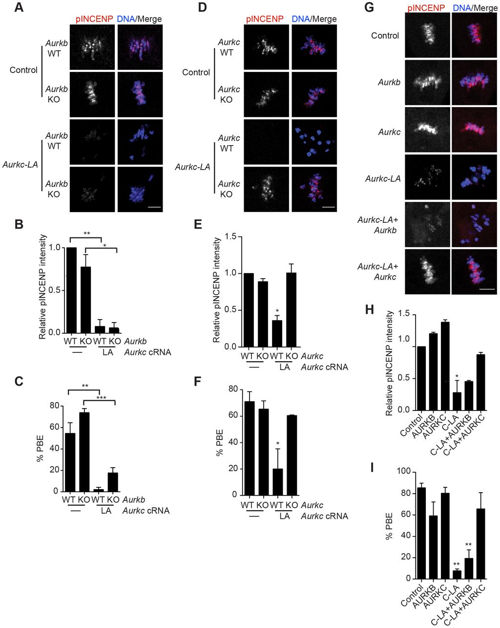 Non-Overlapping Aurora Kinase Functions in Meiosis Figure 4. AURKC-L93A (AURKC-LA) is catalytically inactive, and selectively disrupts AURKC function.