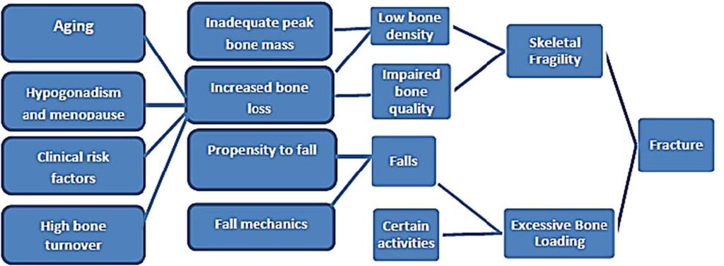 osteoporosis unless excluded by the clinical evaluation and imaging. Fractures present a sense of urgency as they signify increased fracture risk over the subsequent 5 years [16].