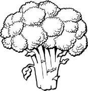 Broccoli Lab You will be exploring the main parts of the Central Nervous System in this activity.