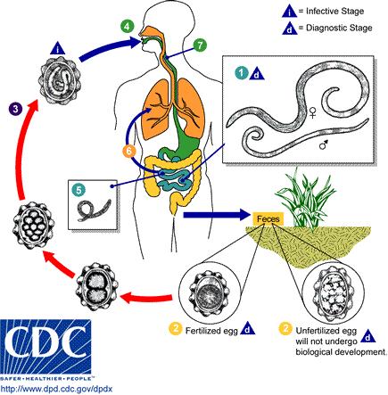 Figure 1.3.2.1.1: Life cycle for A. lumbricoides showing infective and diagnostic stages (http://www.dpd.cdc.gov/dpdx/html/ascariasis.