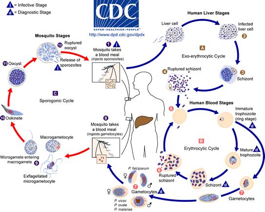 Figure 1.4.1.1: Malaria life cycle showing stages in the vertebrate and human host (http://www.cdc.gov/malaria/about/distribution.