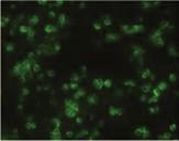 Panel A shows immunofluorescence assays of human neuroblastoma cells (SK-N-SH) and Vero E6 cells that were inoculated with fetal tissue samples to determine the presence of ZIKV.