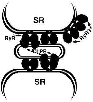 sarcoplasmic reticulum http://www.scielo.cl/fbpe/img/bres/v37n4/fig02.