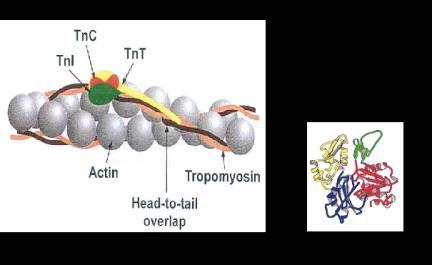 (A) A model of the molecular arrangement of troponin (Tn), tropomyosin (Tm), and