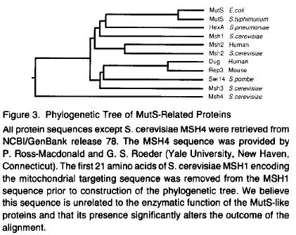 Cloning of human MSH2 MutS MMR