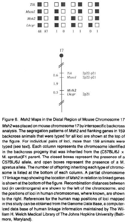 Chromosome mapping Mouse chr 17 ßà Human chr 2 syntany Linkage analysis using (B6xM.