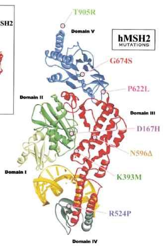 MMR defect and carcinogenesis -HNPCC- Germline mutation 1 st hit MMR gene Somatic mutation 2 nd hit Malfunction Dysfunction Alteration in expression level MMR