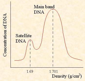 Satellite DNA Equilibrium density gradient centrifugation concentration gradient using cesium chloride analysis of buoyant density of sheared DNA fragments