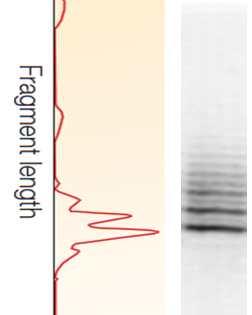 (pcr reaction) à stutter bands of repeated DNA sequence Higher