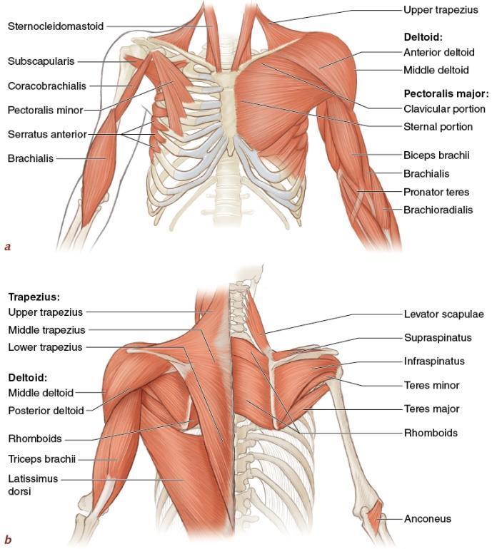The muscles of the upper extremities are responsible for the movements of the shoulder and upper limb.