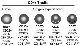 Addition of the CD57, or another, could provide a powerful understanding of the T immune system for vaccine trial (Petrovas C and al, J Immunol, 2009;183:1120-32; Chattopadhyay PK and Roederer M,