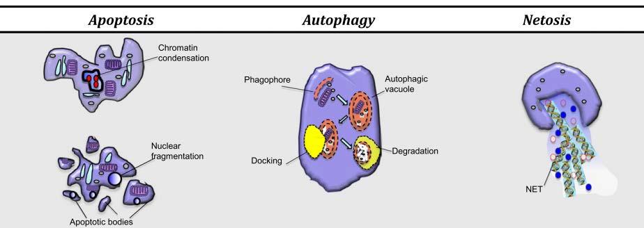 NEUTROPHILS and APS Like monocytes, circulating neutrophils from patients with APS are in an activated state their increased production of reactive ROS Effector function of neutrophils capacity to