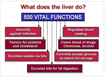 With a healthy liver, all functions will remain normal even if 70% is removed. The liver is the only organ in the body that can regenerate itself after large portions of it are removed.