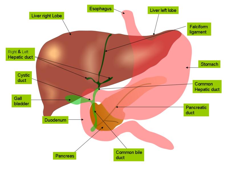 The Liver can be divided into two parts or sections right and left lobes with 8 independent