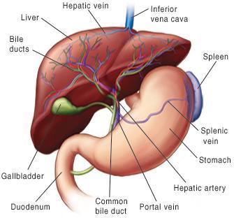 to an artery and the blood enters capillary-like hepatic sinusoids. After passing through the portal veins of the liver, blood is carried through a series of merging vessels into the hepatic veins.