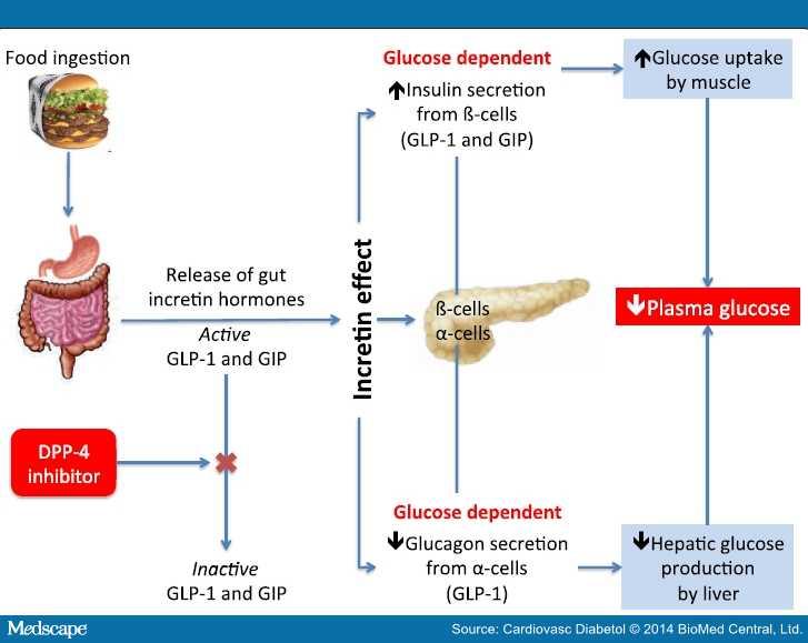 GLP-1 is released by the small intestine after meal ingestion and enhances glucose-stimulated