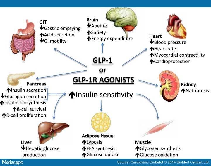 Pleiotropic effects of GLP-1 and GLP-1ra Kerr