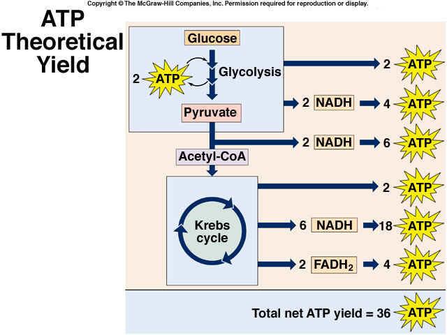 Conversion of Energy Molecules: NADH = 3 ATP FADH 2 = 2 ATP NADH in cytoplasm from glycolysis = FADH 2 in mitochondrial matrix Theoretical Yield of ATP substrate