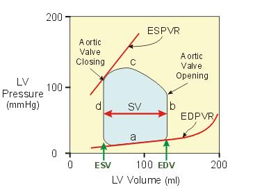 Pressure-volume loops Determinants of cardiac output (stroke volume x heart rate) Preload or ventricular end diastolic volume Afterload or Aortic pressure Contractility or