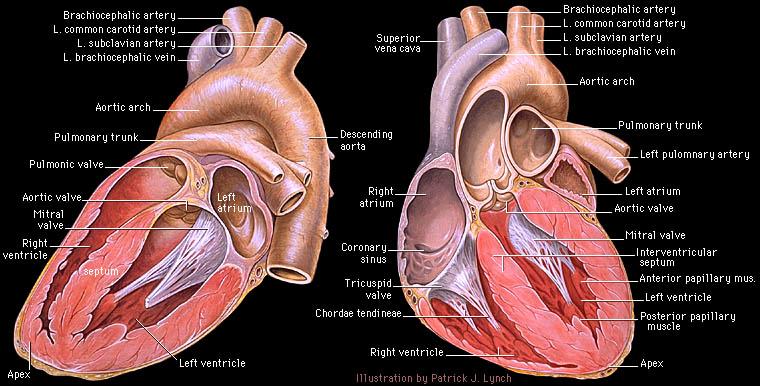 Cardiac anatomy The myocardial syncytium All atrial cells are coupled, all ventricular cells are coupled, the AV node