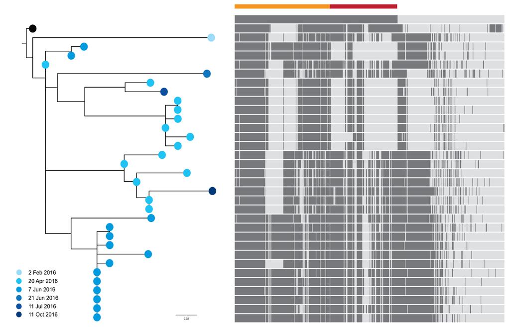 Figure S10: Maximum likelihood phylogeny and accessory genome comparison of the 32 isolates from patient 70 (nodes coloured in shades of blue, as in Figure 10), in comparison to two isolates from the