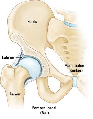 BIOMECHANICS OF THE ACETABULAR LABRUM The anterior superior region of the labrum has lower compressive and tensile elastic