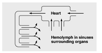 The circulatory fluid does not contain hemoglobin (Hb) & therefore does not function in the transport of
