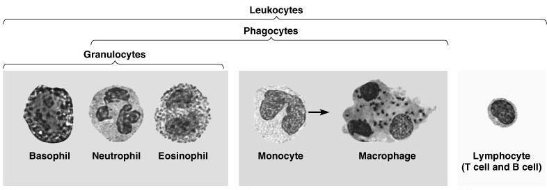 Figure 4: White Blood Cells Platelets: Figure 5: Platelets -Blood Clot Formation The clotting process begins when the lining of a vessel is damaged & exposed to blood.