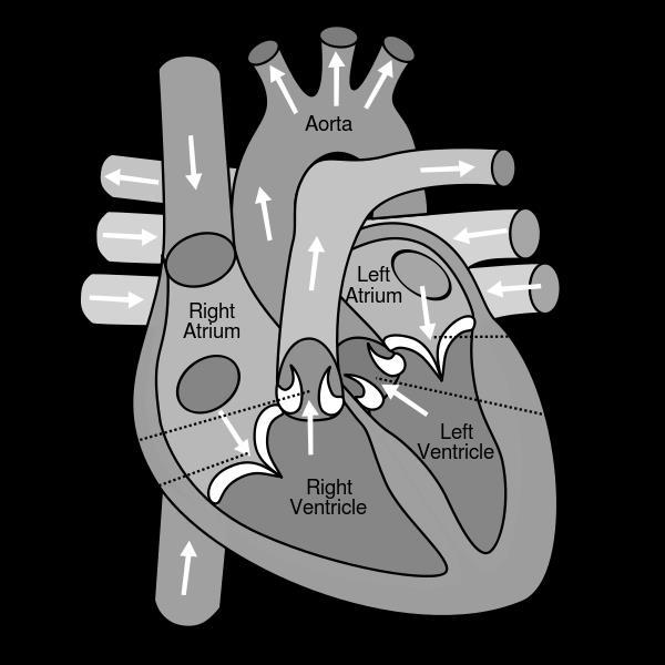 V. The Heart Figure 8: Human Heart Anatomy & Blood Flow Figure 8a: Heart Anatomy Figure 8b: Blood Flow (Double Circulation)