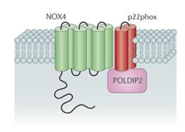 NOXs in hepatic stellate cells NOX1