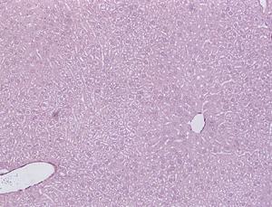 cell Phagocytosis Apoptosis MIP-2