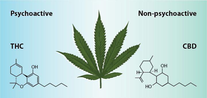 CANNABIS AND CONSTITUENTS 700 1000 chemicals can be found in Cannabis sativa L., most of them are not psychoactive.
