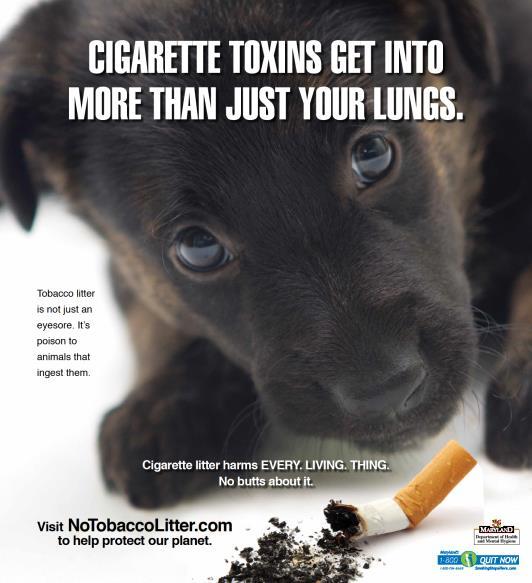 shape their own Tobacco Litter Awareness Campaign Brochure illustrating the toxicity